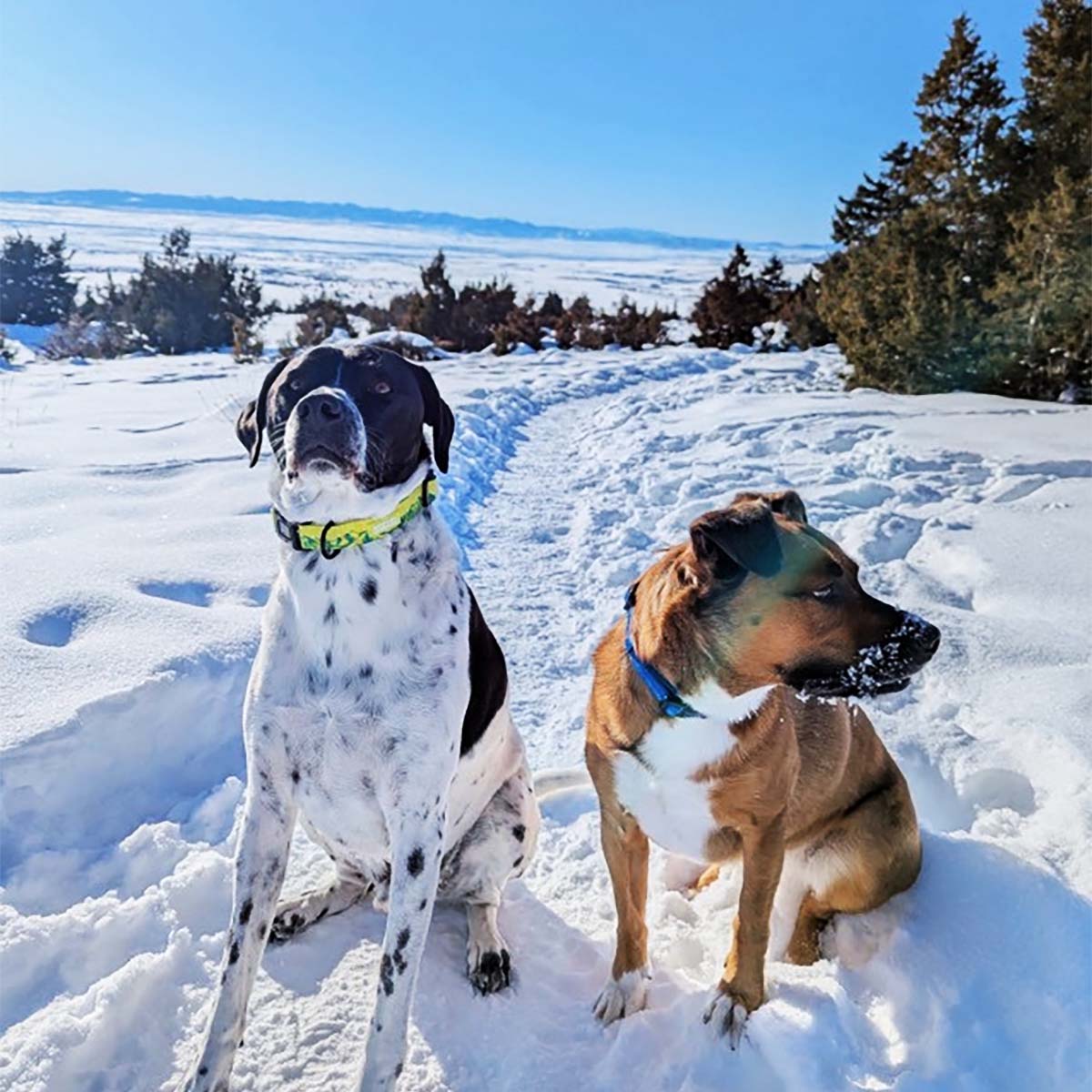 Sunshine Village Dog Collar