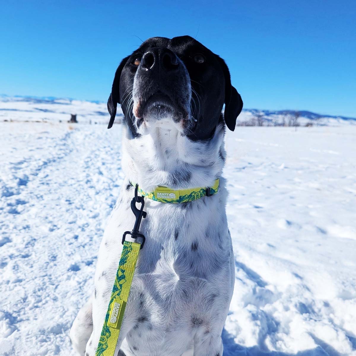 Sunshine Village Dog Leash