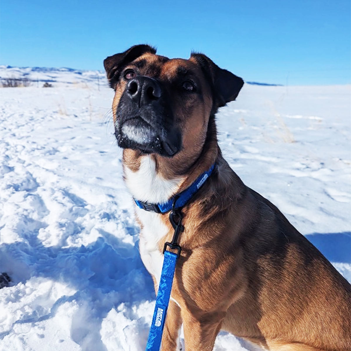 Sunshine Village Dog Leash